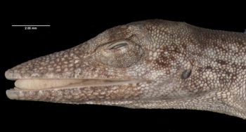 Media type: image;   Herpetology R-80303 Aspect: head lateral